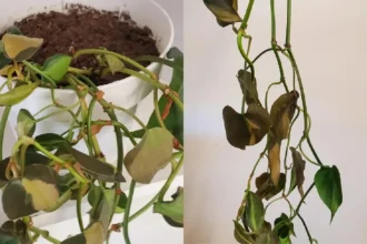 Como reviver um potus moribundo: conselhos simples para salvar a tua planta