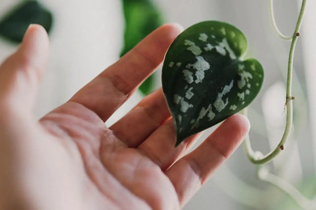 Como reviver um potus moribundo: conselhos simples para salvar a tua planta