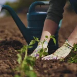 O que plantar em abril: 5 vegetais mais resistentes para clima instável