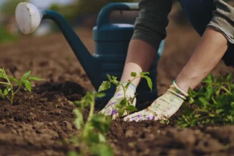 O que plantar em abril: 5 vegetais mais resistentes para clima instável