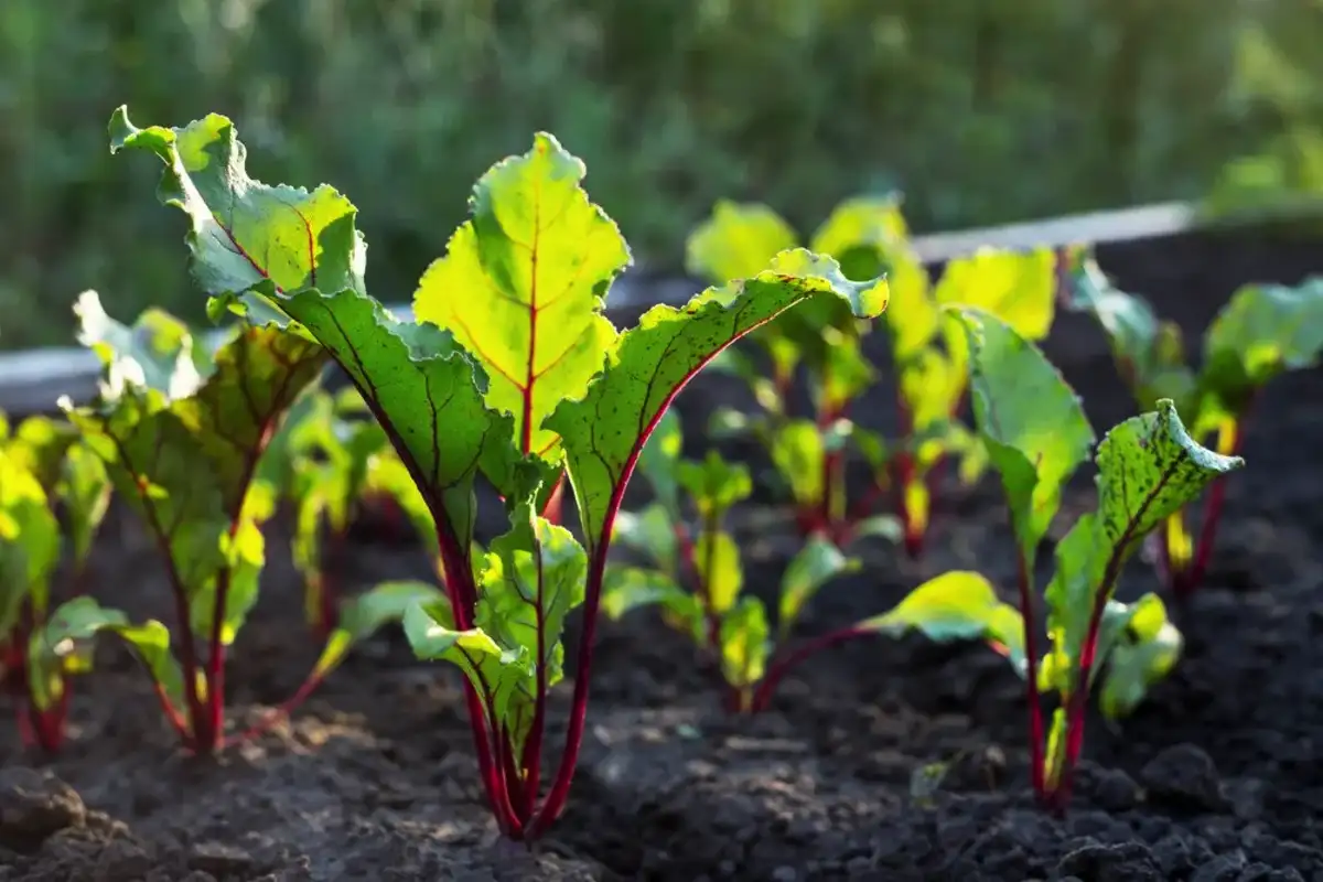 O que plantar em abril: 5 vegetais mais resistentes para clima instável