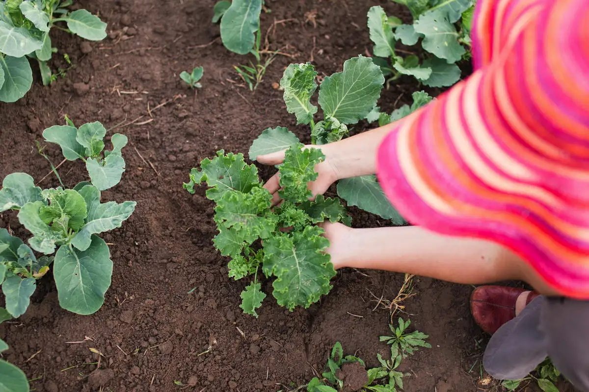 O que plantar em abril: 5 vegetais mais resistentes para clima instável