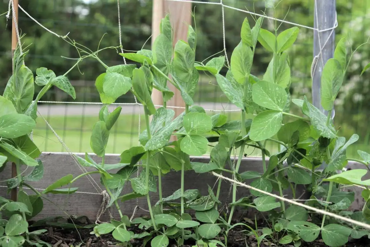 O que plantar em abril: 5 vegetais mais resistentes para clima instável