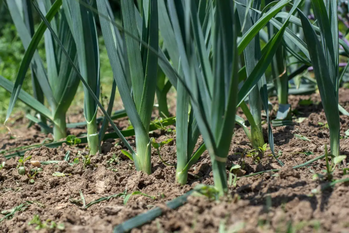 O que plantar em abril: 5 vegetais mais resistentes para clima instável