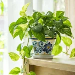 A planta de interior indestrutível que limpa o ar e sobrevive com pouca luz