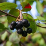 Sumo de arónia fortalece o coração e dá energia: o que é e como prepará-lo em casa