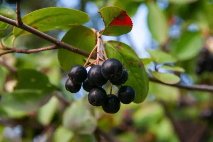 Sumo de arónia fortalece o coração e dá energia: o que é e como prepará-lo em casa